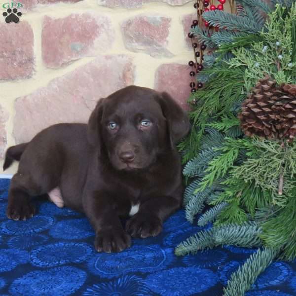 Recees, Chocolate Labrador Retriever Puppy