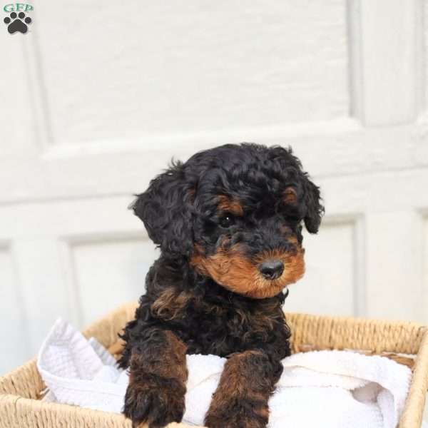 Baxter, Miniature Poodle Mix Puppy