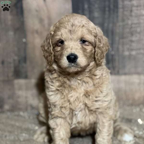 Shirley, Goldendoodle Puppy