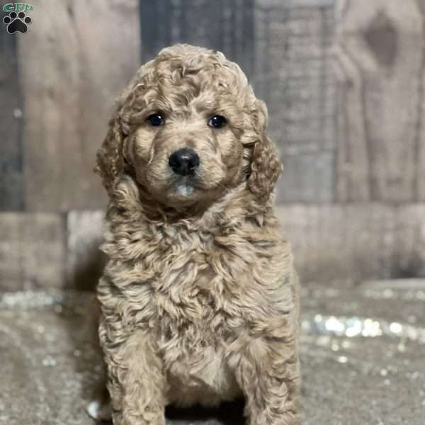 Sandy, Goldendoodle Puppy