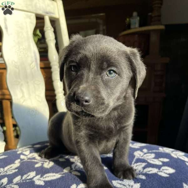 Ezra, Silver Labrador Retriever Puppy