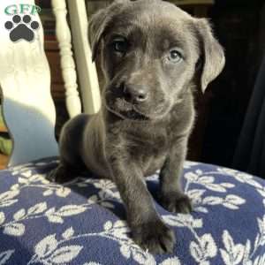 Ezra, Silver Labrador Retriever Puppy