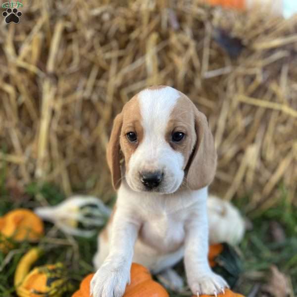 Butch, Beagle Puppy
