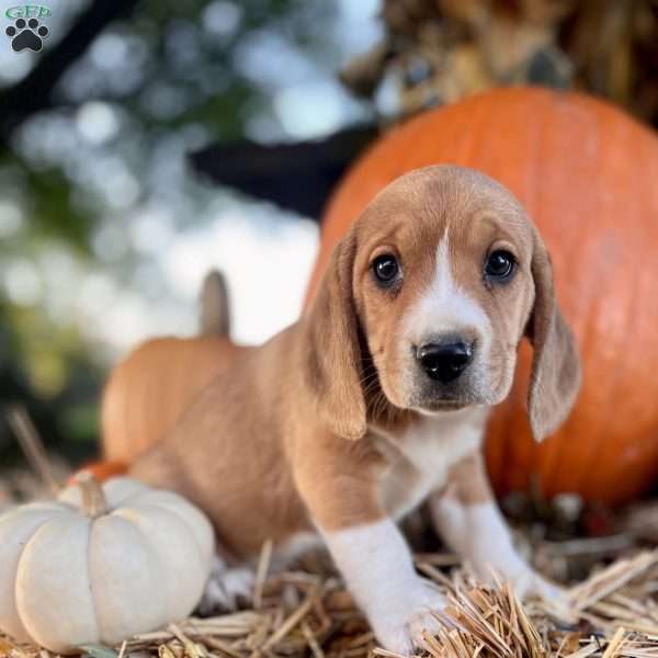 Brady, Beagle Puppy