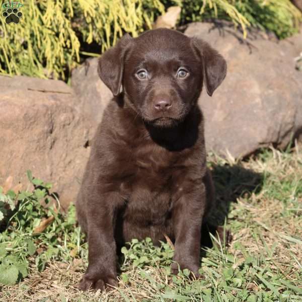 Baxter, Chocolate Labrador Retriever Puppy