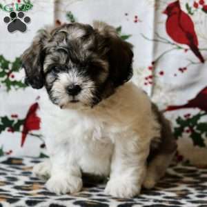 Greenfield puppies outlet shichon