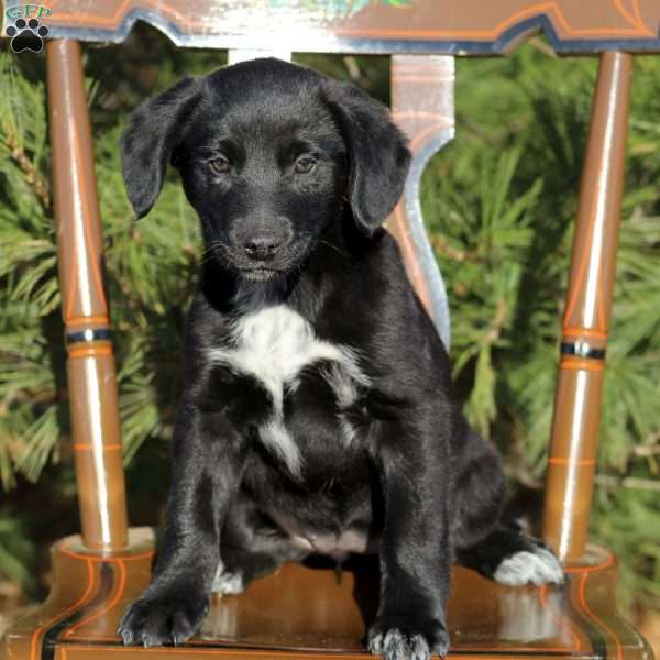 Brook, Blue Heeler Mix Puppy