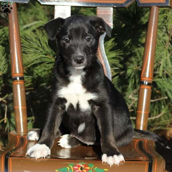 Baxter, Blue Heeler Mix Puppy