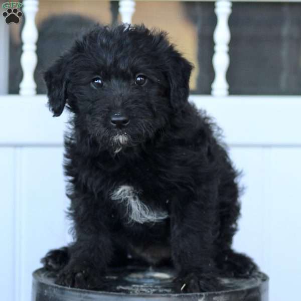 Barney, Standard Poodle Mix Puppy