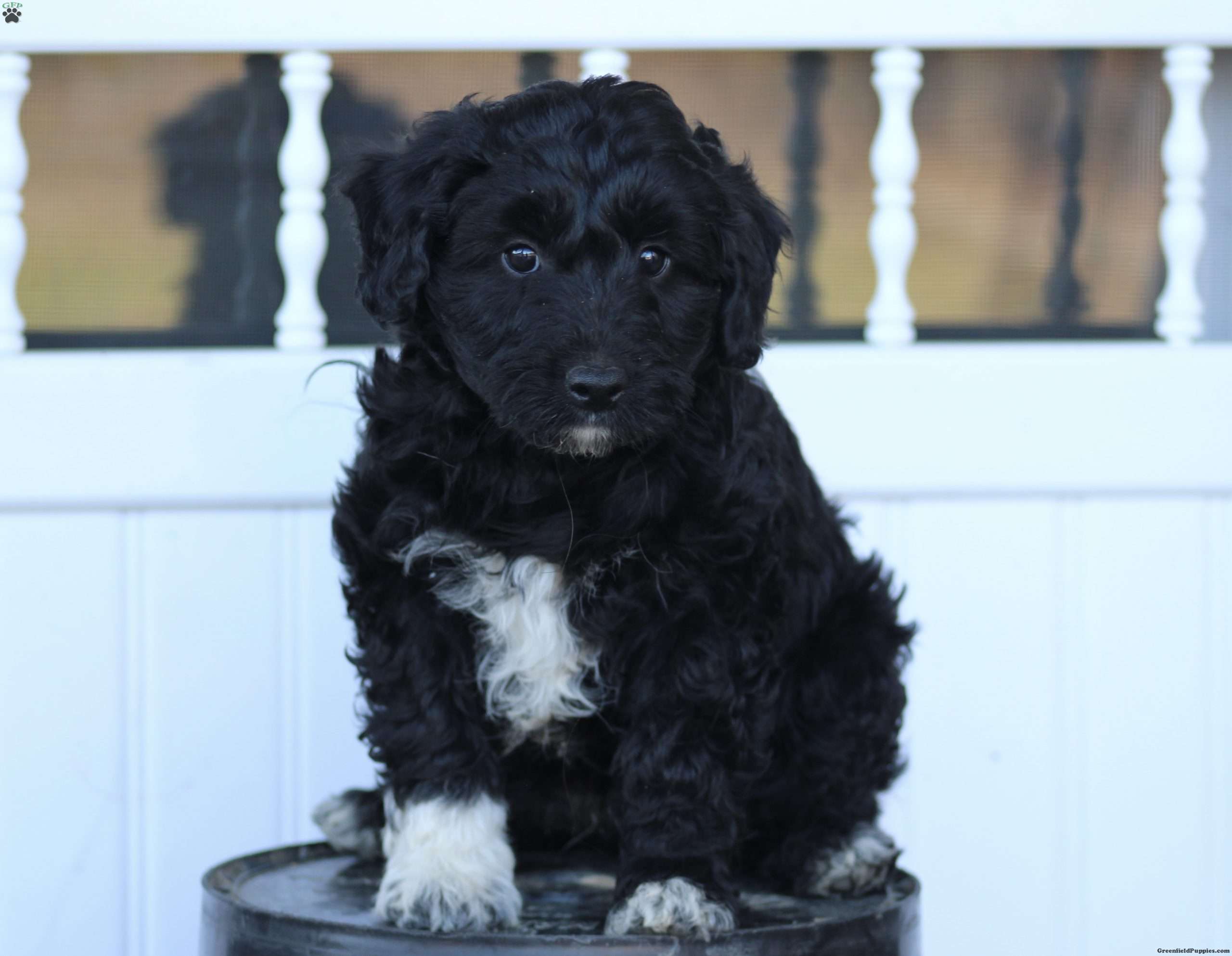 Paws - Standard Poodle Mix Puppy For Sale in Virginia