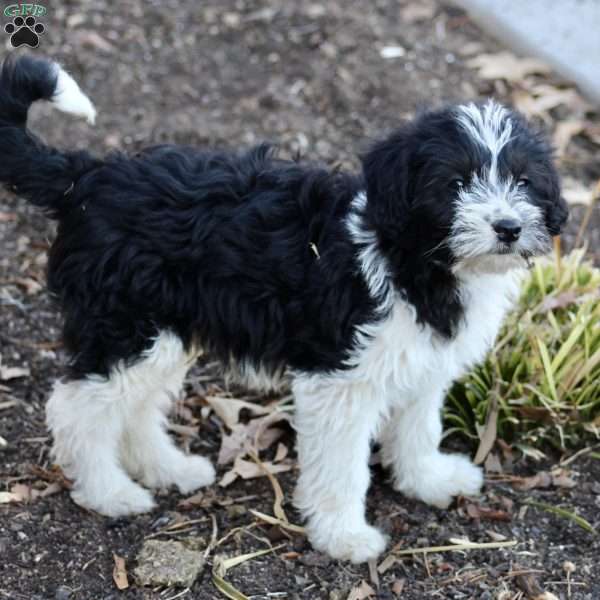 Rover, Standard Poodle Mix Puppy
