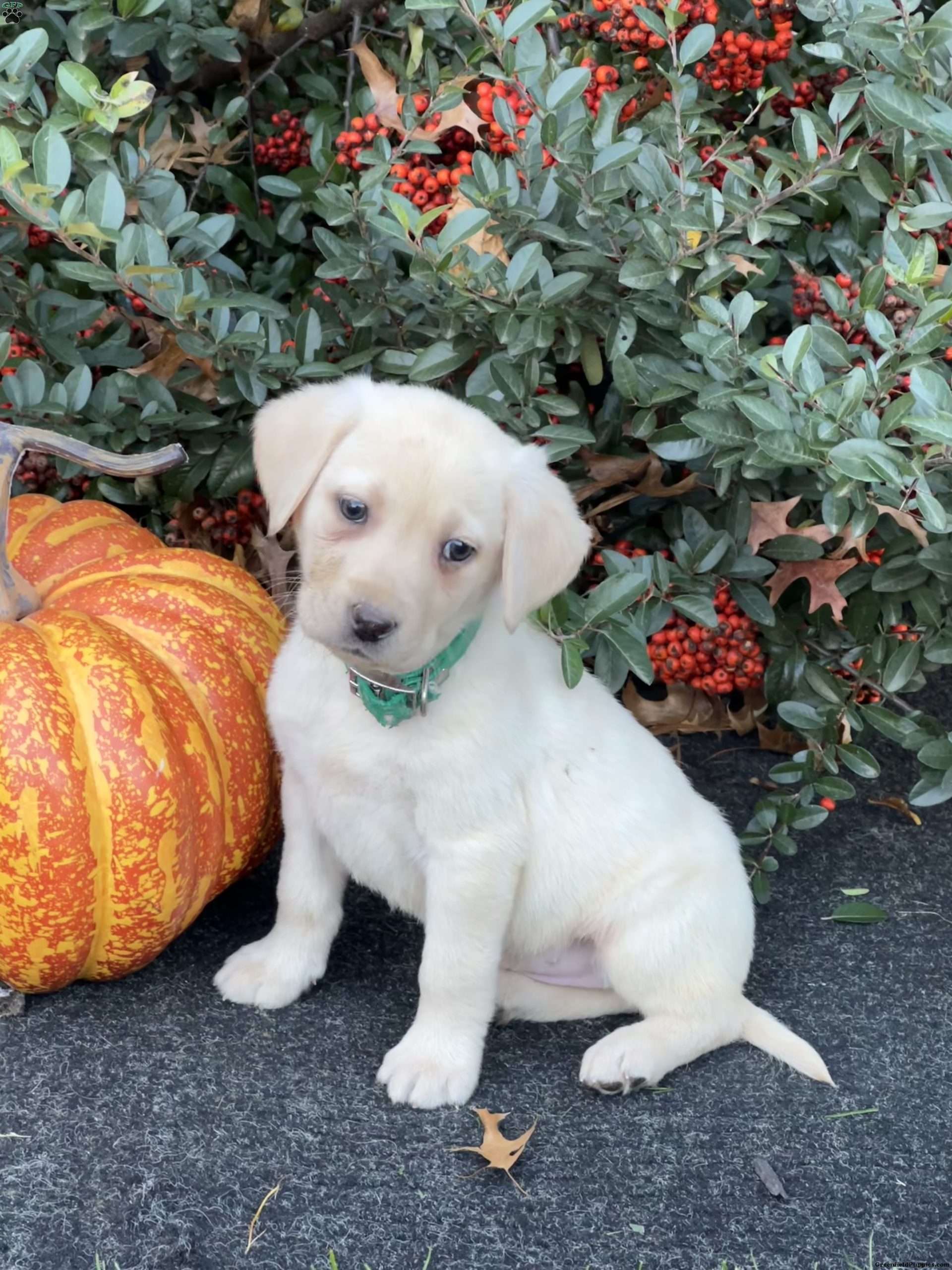 Regina Yellow Labrador Retriever Puppy For Sale in Pennsylvania