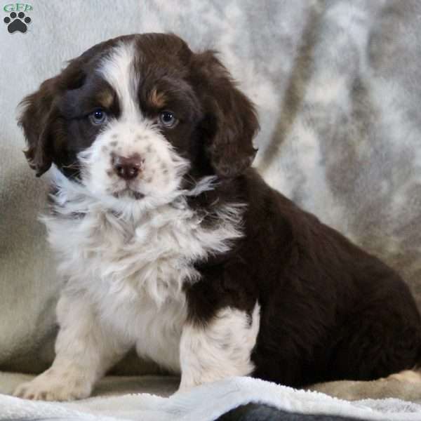 Archer, Australian Shepherd Mix Puppy