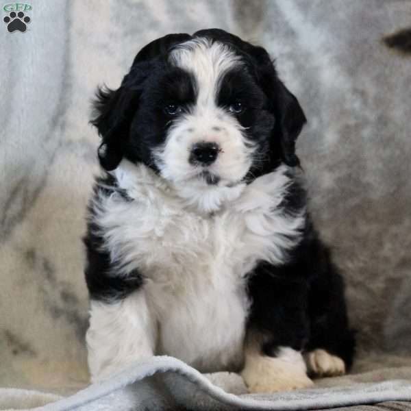 Alex, Australian Shepherd Mix Puppy