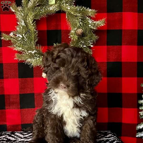 Wolfe, Portuguese Water Dog Puppy