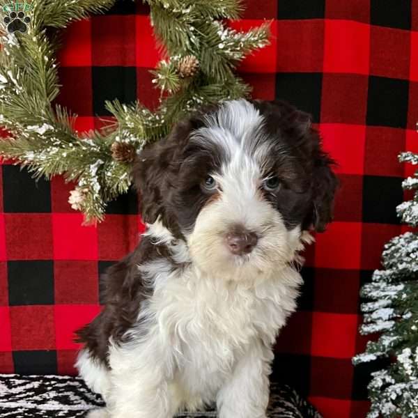 Scarlet, Portuguese Water Dog Puppy