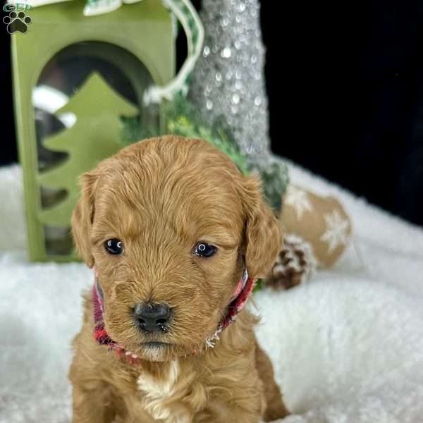 Ralphie, Mini Goldendoodle Puppy