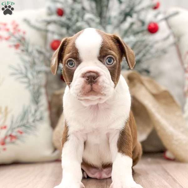 Benny, Boston Terrier Puppy