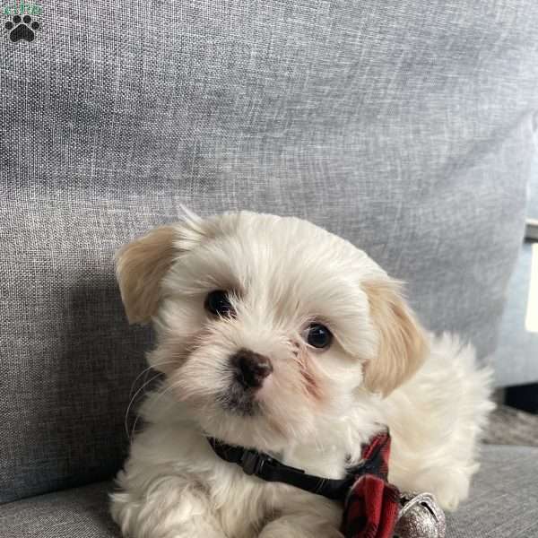 Rory, Mal-Shi Puppy