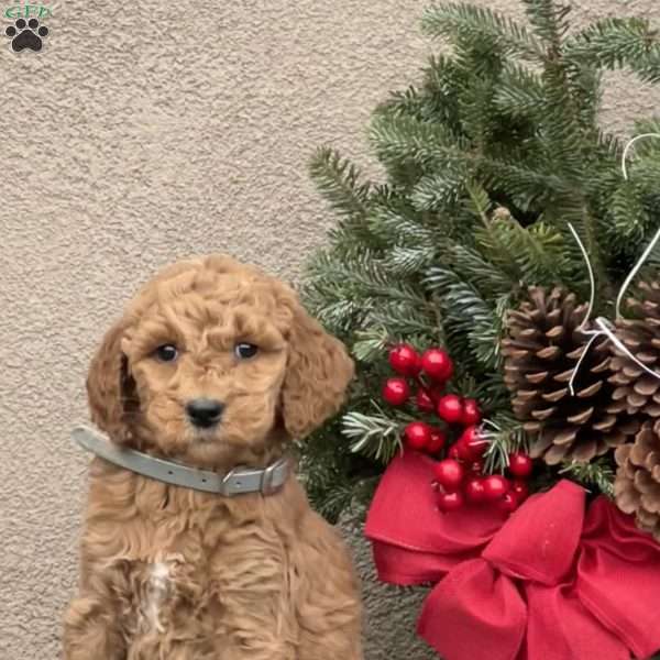 Otto, Goldendoodle Puppy