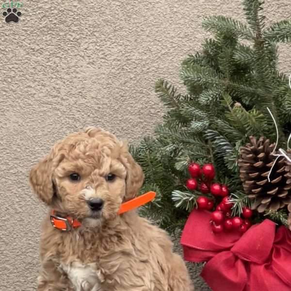 Oakley, Goldendoodle Puppy