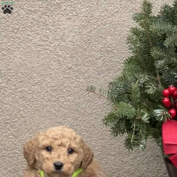 Oscar, Goldendoodle Puppy