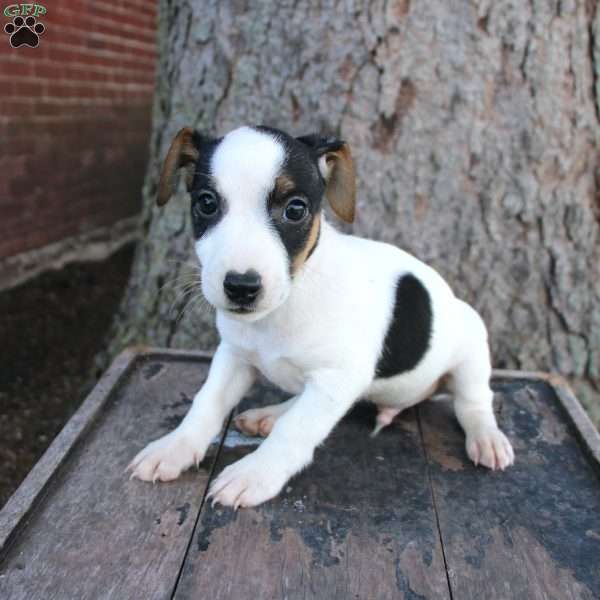 Sarge, Jack Russell Terrier Puppy