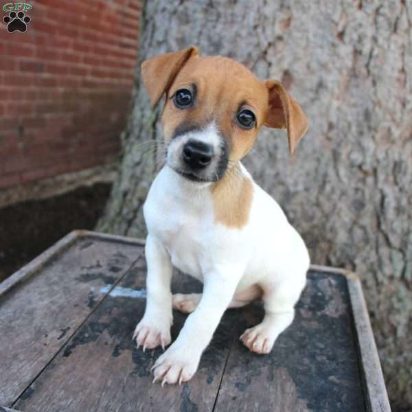 Sully, Jack Russell Terrier Puppy