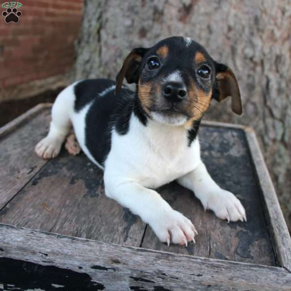Shadow, Jack Russell Terrier Puppy