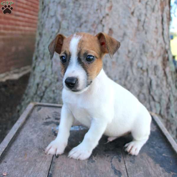 Scamper, Jack Russell Terrier Puppy