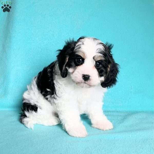 Louie, Cavachon Puppy