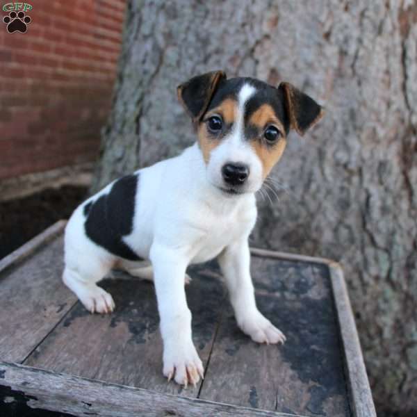 Bubbles, Jack Russell Terrier Puppy