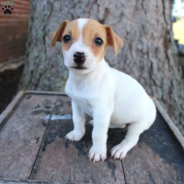 Skyla, Jack Russell Terrier Puppy