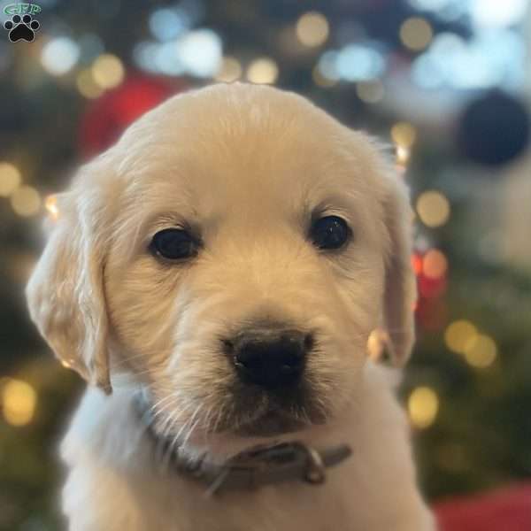 Toby, English Cream Golden Retriever Puppy