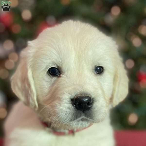 Louie, English Cream Golden Retriever Puppy