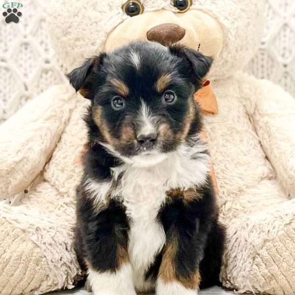 Buster, Miniature Australian Shepherd Puppy