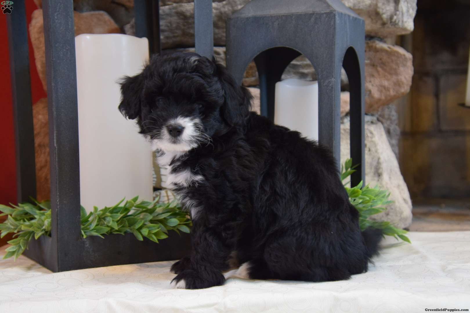 Gracie - Pomapoo Puppy For Sale in Pennsylvania