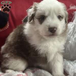 4C TOY AUSSIES - Home  Aussie dogs, Toy australian shepherd, Miniature australian  shepherd