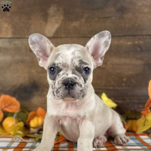 Louie, Frenchton Puppy
