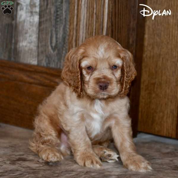 Dylan, Cocker Spaniel Puppy