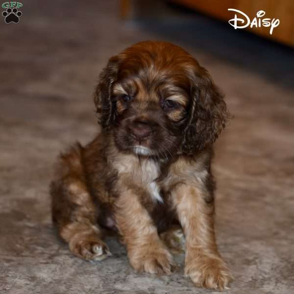 Daisy, Cocker Spaniel Puppy