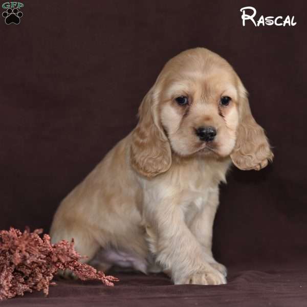 Rascal, Cocker Spaniel Puppy