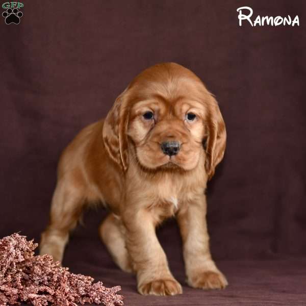 Ramona, Cocker Spaniel Puppy