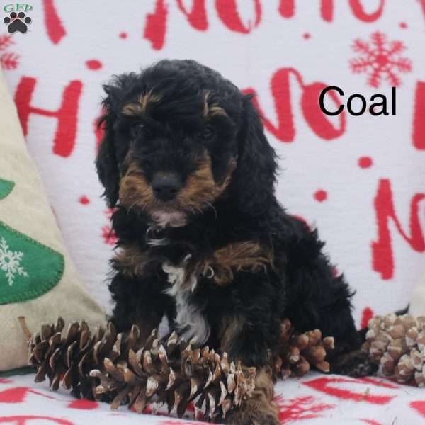 Coal, Mini Aussiedoodle Puppy