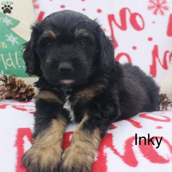 Inky, Mini Aussiedoodle Puppy