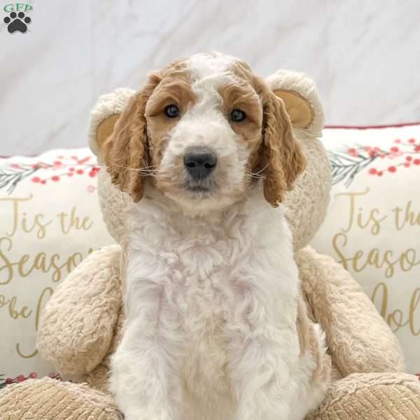 Murphy, Goldendoodle Puppy