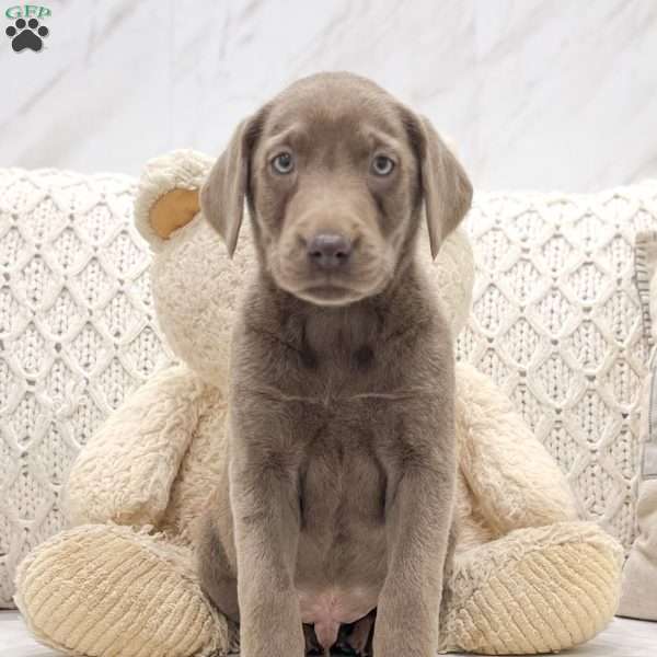 Rocky, Silver Labrador Retriever Puppy