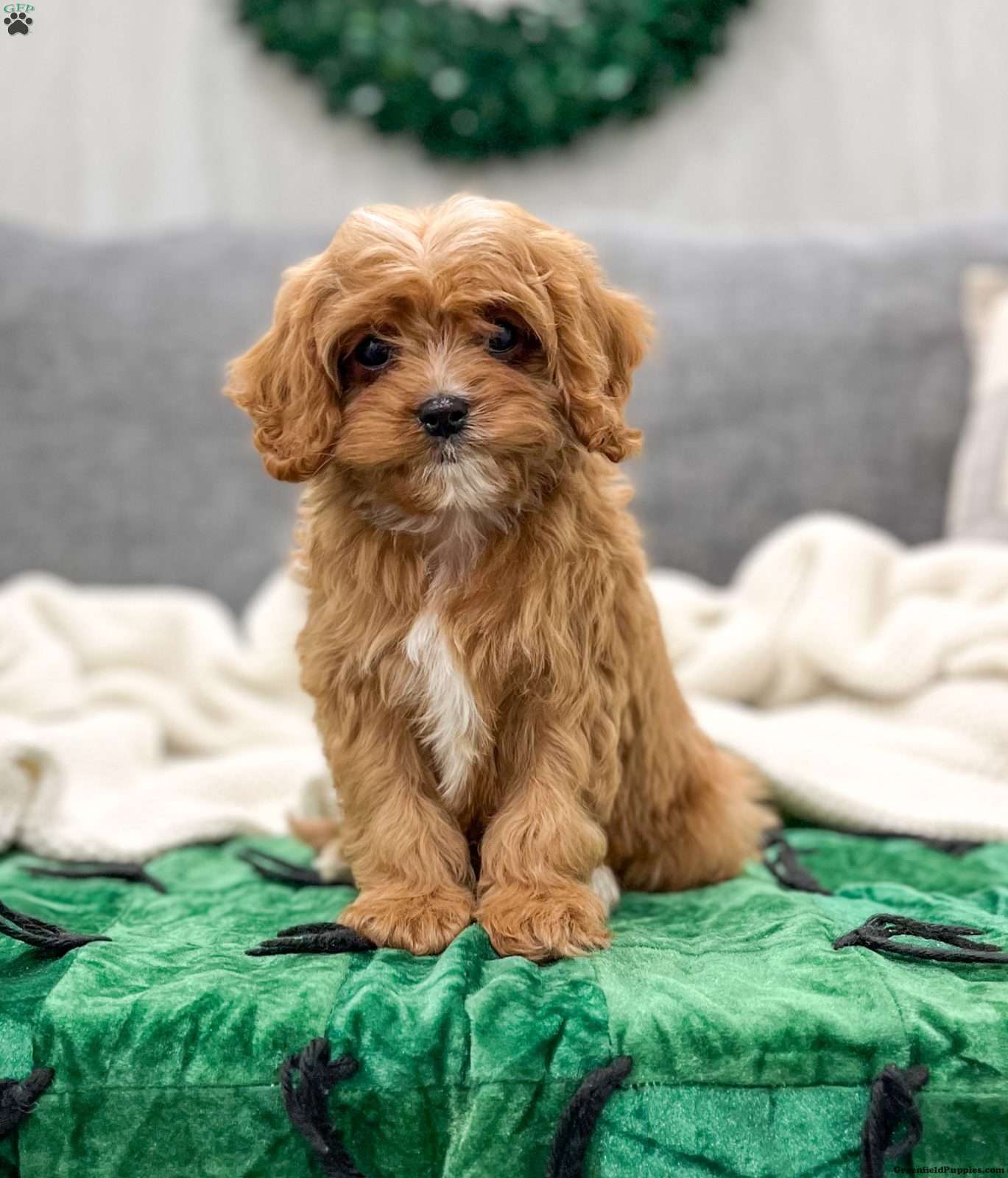 Greenfield store puppies cavapoo