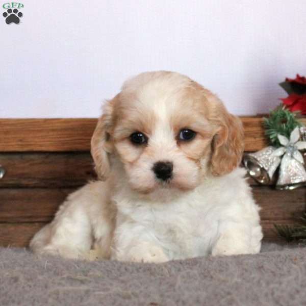 Isabella, Cavachon Puppy