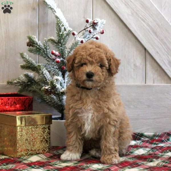 Jackson, Toy Poodle Puppy